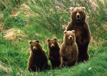 Αρκούδα Στο Χρώμιο Κοζάνης, Κατασπάραξε 8 Ζωντανά