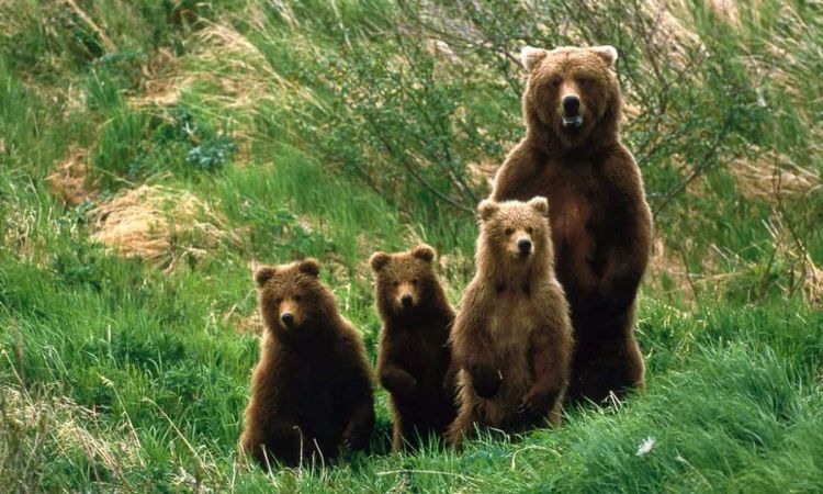 Αρκούδα Στο Χρώμιο Κοζάνης, Κατασπάραξε 8 Ζωντανά