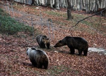 Διερεύνηση Των Περιστατικών Θανάτωσης Τριών Αρκούδων Στη Φλώρινα