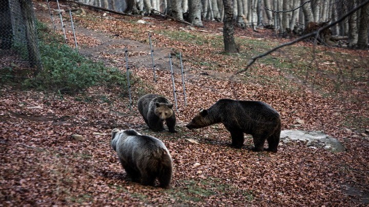 Διερεύνηση των περιστατικών θανάτωσης τριών αρκούδων στη Φλώρινα