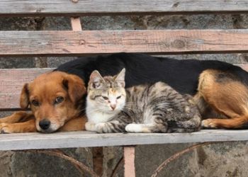 Εθνικό Μητρώο Ζώων Συντροφιάς: Τι Είναι Και Τι Θα Περιλαμβάνει – Αλλάζουν Όλα Με Το Pet.gov.gr Και Το… Mypet–Pass