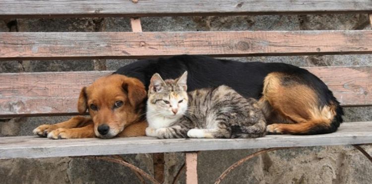 Εθνικό Μητρώο Ζώων Συντροφιάς: Τι Είναι Και Τι Θα Περιλαμβάνει – Αλλάζουν Όλα Με Το Pet.gov.gr Και Το… Mypet–Pass