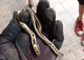 Κοζάνη: Τρόμος Για Ενοίκους Σπιτιού – Βρήκαν Φίδι Πίσω Από Τον Καναπέ