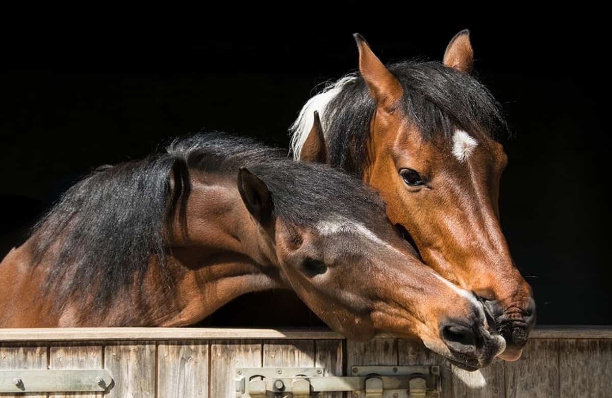 ΗΠΑ: Δύο άλογα που… περπατούν στο νερό