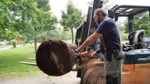 Τοποθετήθηκαν οι τεράστιοι κορμοί για το φεστιβάλ Μανιταρογλυπτικής