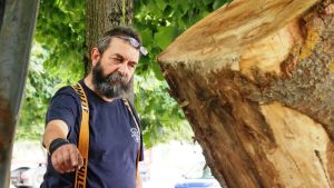 Τοποθετήθηκαν οι τεράστιοι κορμοί για το φεστιβάλ Μανιταρογλυπτικής