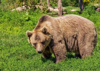 Τρεις Νεκρές Αρκούδες Από Πυροβόλο Όπλο – Η Μια Ήταν Ακόμη Σε Φάση Θηλασμού