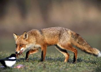 Έναρξη Εμβολιαστικής Εκστρατείας των Αλεπούδων για την Καταπολέμησης και Επιτήρησης της Λύσσας