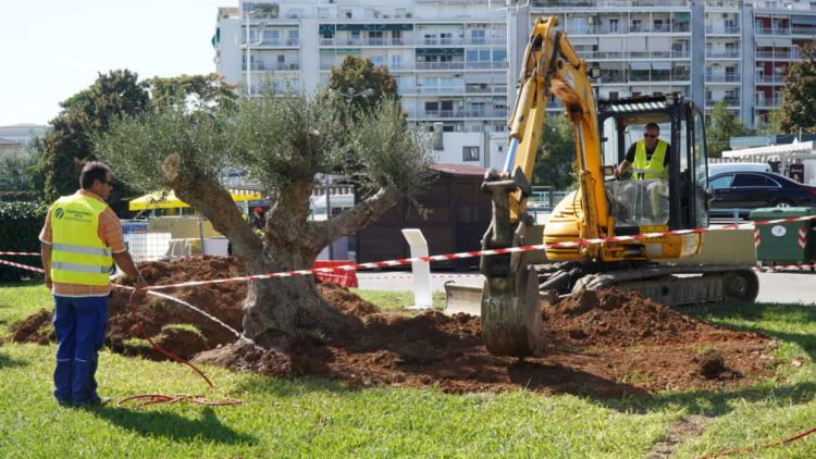 ΕΡΓΟΣΕ: Μεταφύτευσε υπεραιωνόβια ελιά στην «καρδιά» της ΔΕΘ