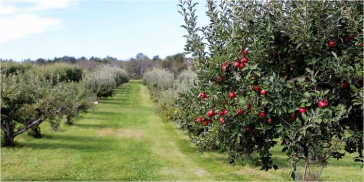 Μετάθεση της ημερομηνίας έναρξης υποβολής αιτήσεων ενίσχυσης στο υποέργο Αναδιάρθρωση των Καλλιεργειών