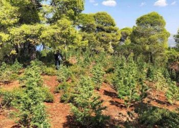 Πιερία, Χασισοφυτεία – δάσος στον Όλυμπο: Εντοπίστηκαν πάνω από 5.000 δενδρύλλια και ειδικές κρύπτες για τους καλλιεργητές