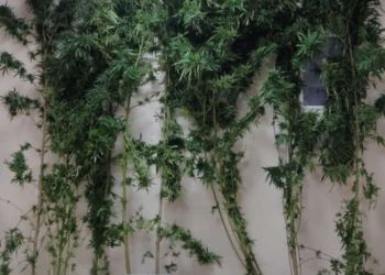 Συνελήφθη 49χρονος σε περιοχή της Κοζάνης για καλλιέργεια 8 δενδρυλλίων κάνναβης