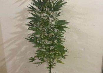 Συνελήφθη 56χρονος σε περιοχή της Καστοριάς για καλλιέργεια δενδρυλλίου κάνναβης