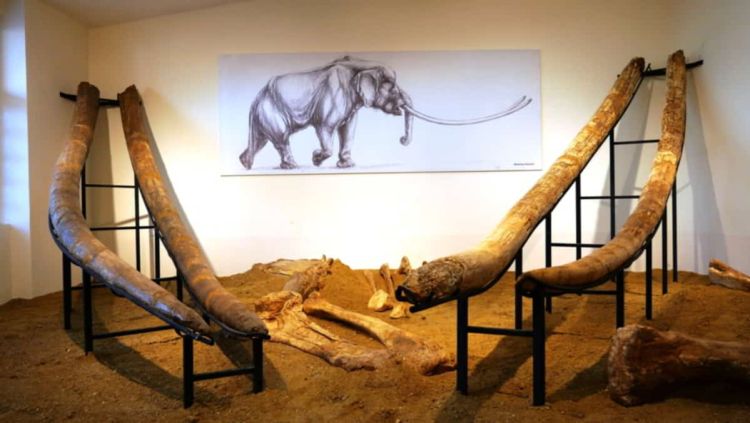  «Ταξιδεύω Γρεβενά» – Στους μεγαλύτερους χαυλιόδοντες του κόσμου