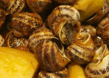 Τα σαλιγκάρια πάλι στη μόδα