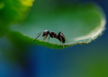 Επιστήμονες μέτρησαν πόσα μυρμήγκια υπάρχουν σε όλο τον πλανήτη και θα σας πιάσει ζαλάδα από τα μηδενικά Επιστήμονες μέτρησαν πόσα μυρμήγκια υπάρχουν σε όλο τον πλανήτη και θα σας πιάσει ζαλάδα από τα μηδενικά