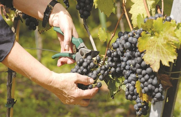 Απόσταξη στέμφυλων: Ενημερωτική ανακοίνωση του Δήμου Κοζάνης για τους αμπελουργούς