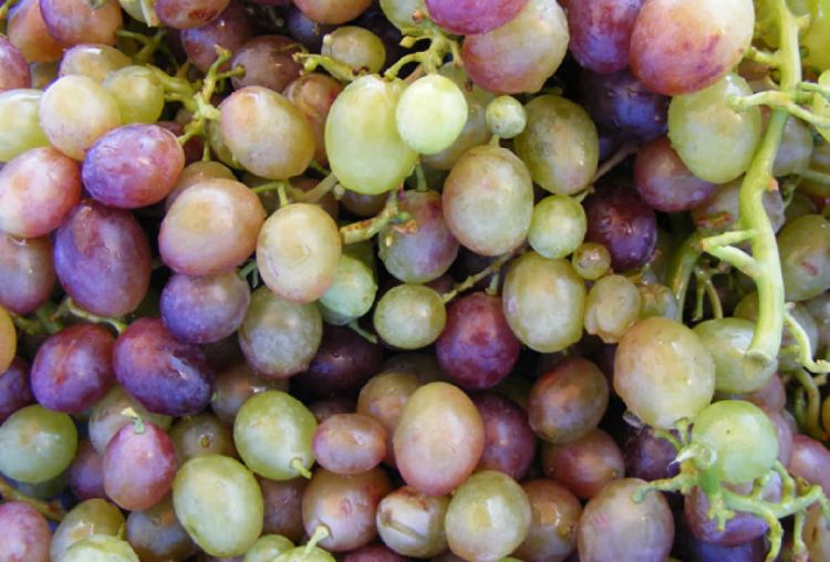 Διεύθυνση Αγροτικής Οικονομίας ΠΕ Κοζάνης: Δηλώσεις συγκομιδής αμπελουργικών προϊόντων και απόσταξη στέμφυλων