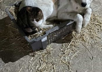 Ιστορίες της φάρμα: Οι γάτες, τα μοσχαράκια και μία …κατσίκα