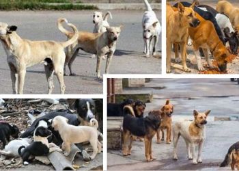 Οδηγός για την ευζωία των ζώων συντροφιάς