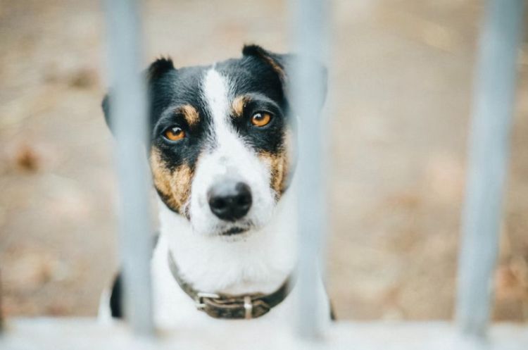 Πιστός μέχρι τέλους – Εργάτης πέθανε στον Πλατανιά και ο σκύλος του καθόταν δίπλα στο άψυχο σώμα