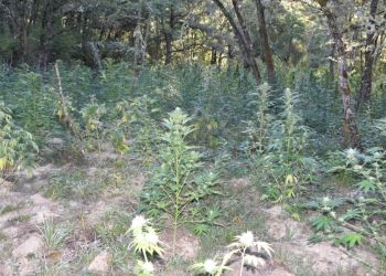 Πλήρως οργανωμένη χασισοφυτεία από 451 δενδρύλλια