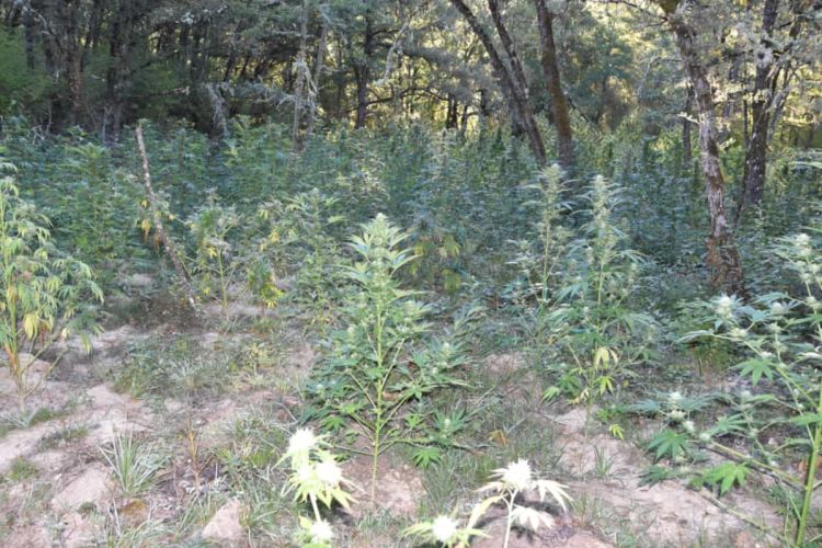 Πλήρως οργανωμένη χασισοφυτεία από 451 δενδρύλλια