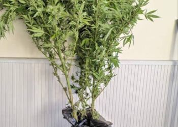 Συνελήφθη 44χρονος σε δασώδη περιοχή της Φλώρινας για καλλιέργεια δενδρυλλίων κάνναβης