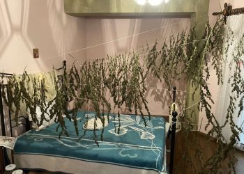 Συνελήφθη 59χρονος για καλλιέργεια δενδρυλλίων κάνναβης, σε περιοχή της Καστοριάς