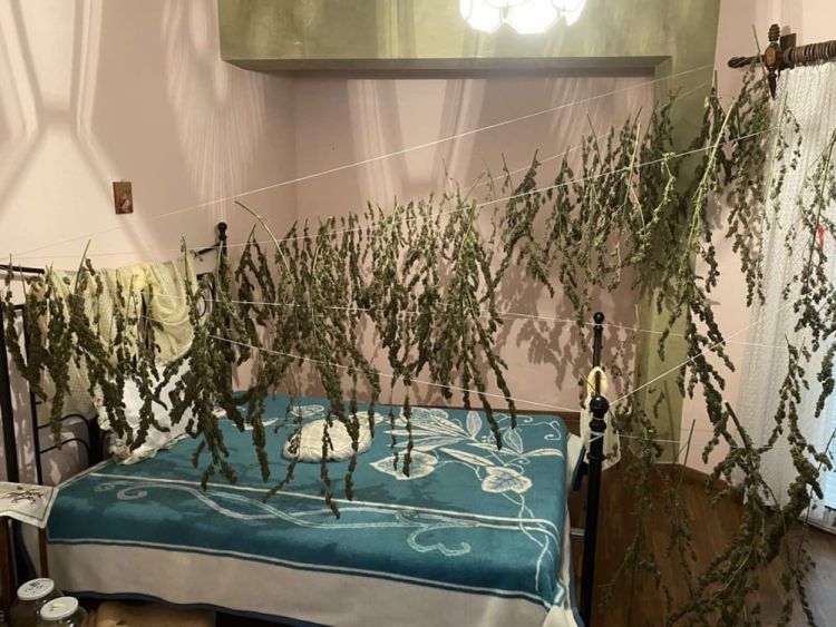 Συνελήφθη 59χρονος για καλλιέργεια δενδρυλλίων κάνναβης, σε περιοχή της Καστοριάς