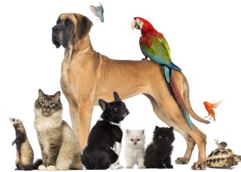 4 Οκτωβρίου: Παγκόσμια Ημέρα των Ζώων - Η Διεθνής Διακήρυξη των Δικαιωμάτων 4 Οκτωβρίου: Παγκόσμια Ημέρα των Ζώων – Η Διεθνής Διακήρυξη των Δικαιωμάτων