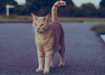 Γάτα βρέθηκε μετά από 9 χρόνια – Είχε διανύσει 1610 χιλιόμετρα Γάτα βρέθηκε μετά από 9 χρόνια – Είχε διανύσει 1610 χιλιόμετρα