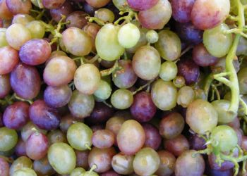 Διεύθυνση Αγροτικής Οικονομίας ΠΕ Κοζάνης: Δηλώσεις συγκομιδής αμπελουργικών προϊόντων και απόσταξη στέμφυλων