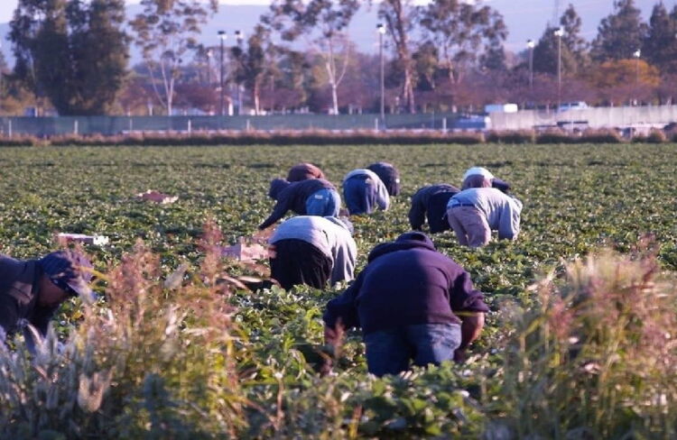 Εργάτες Γης: Παράταση Της Κατά Παρέκκλιση Διαδικασίας Έως 31 Μαρτίου