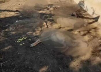 Κοζάνη: Λύκοι Κατασπάραξαν Περισσότερα Από 60 Πρόβατα – Σοκαρισμένος Ο Κτηνοτρόφος