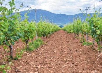 Διεύθυνση Αγροτικής Οικονομίας Περιφερειακής Ενότητας Κοζάνης: Ενημέρωση για νέες φυτεύσεις αμπελιών