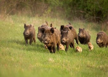 Κάνε ότι κοιμάσαι