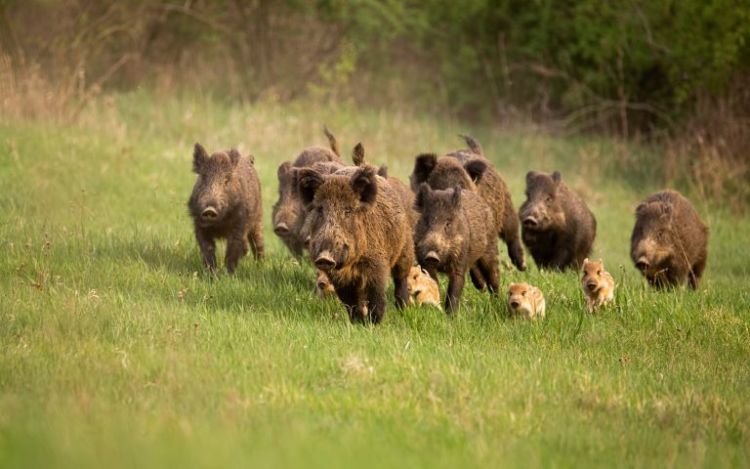 Κάνε ότι κοιμάσαι