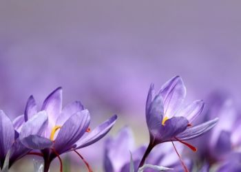 Κρόκος, το χρυσάφι της κοζανίτικης γης