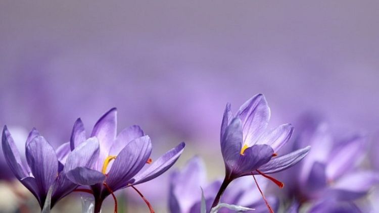 Μειωμένη η παραγωγή Κρόκου Κοζάνης λόγω κλιματικής κρίσης