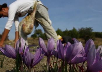 Μειωμένη η φετινή παραγωγή κρόκου λόγω υψηλών θερμοκρασιών