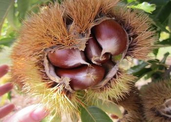 Πώς θα καλυφθεί η απώλεια εισοδήματος των καστανοπαραγωγών