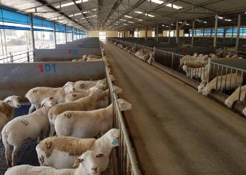 Πώς θα κατανεμηθούν τα 89 εκατ. ευρώ στους κτηνοτρόφους