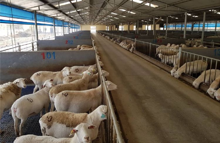 Πώς θα κατανεμηθούν τα 89 εκατ. ευρώ στους κτηνοτρόφους