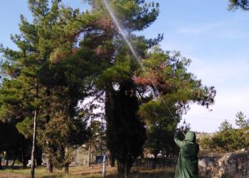 Εργασίες φυτοπροστασίας σε δένδρα στο Δήμο Κοζάνης