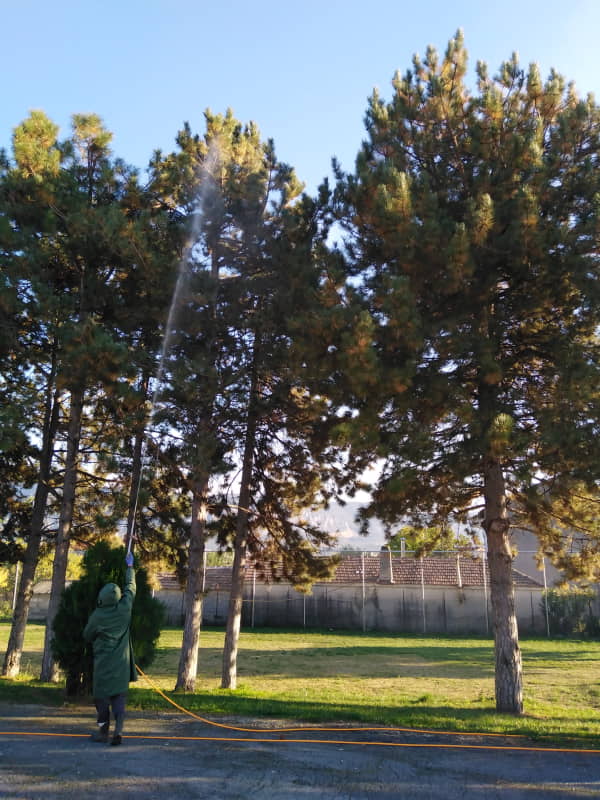 Εργασίες φυτοπροστασίας σε δένδρα στο Δήμο Κοζάνης