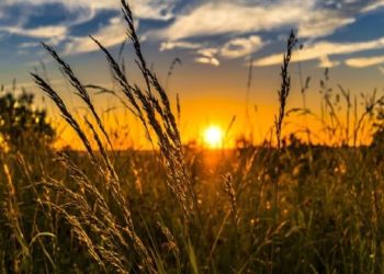 Κοινή Αγροτική Πολιτική (ΚΑΠ): 14 +1 ερωτήσεις για το Εθνικό Στρατηγικό Σχέδιο