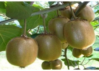 Μέτρα για τους παραγωγούς ακτινιδίων – Κόστος και χαμηλές τιμές πλήττουν τους αγρότες