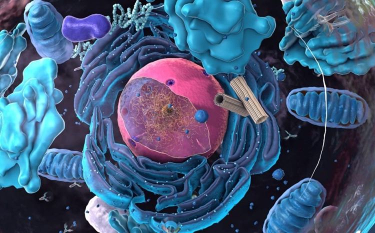 Νέος μηχανισμός ελέγχου της γήρανσης ανακαλύφθηκε από ερευνητές στην Κρήτη