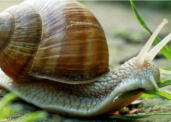 Σαλιγκάρια ελευθέρας βοσκής